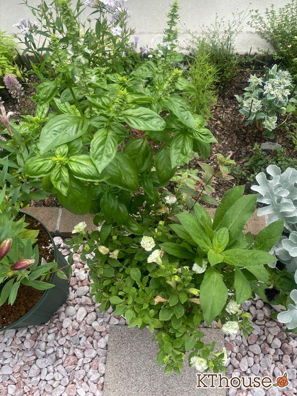 【寄せ植え】栄養系ペチュニア ホイップマカロン メロンクリーム・ヒペリカム トリカラー・スイートバジル・千日紅 フェアリーミックス 2024/6/26