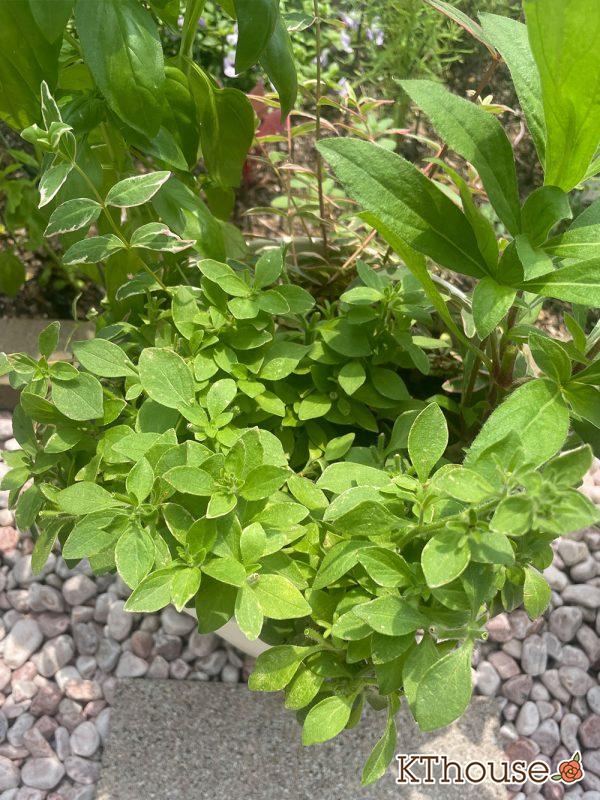 【寄せ植え】栄養系ペチュニア ホイップマカロン メロンクリーム・ヒペリカム トリカラー・スイートバジル・千日紅 フェアリーミックス 2024/6/26