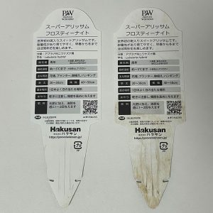 PWスーパーアリッサム・フロスティーナイト10.5cm 2023