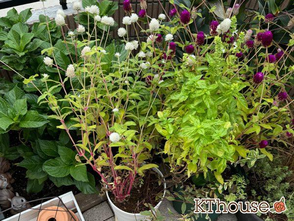 【寄せ植え】栄養系ペチュニア ホイップマカロン メロンクリーム・ヒペリカム トリカラー・スイートバジル・千日紅 フェアリーミックス 2024/10/24