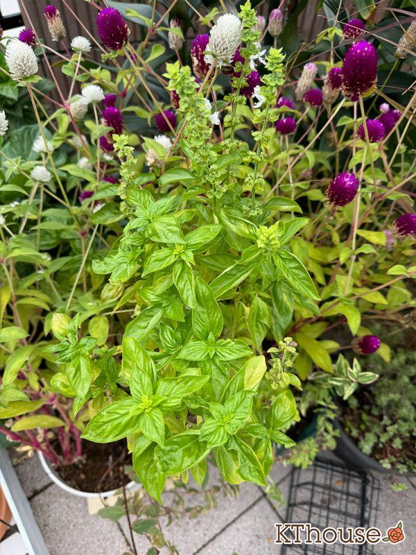 【寄せ植え】栄養系ペチュニア ホイップマカロン メロンクリーム・ヒペリカム トリカラー・スイートバジル・千日紅 フェアリーミックス 2024/10/24