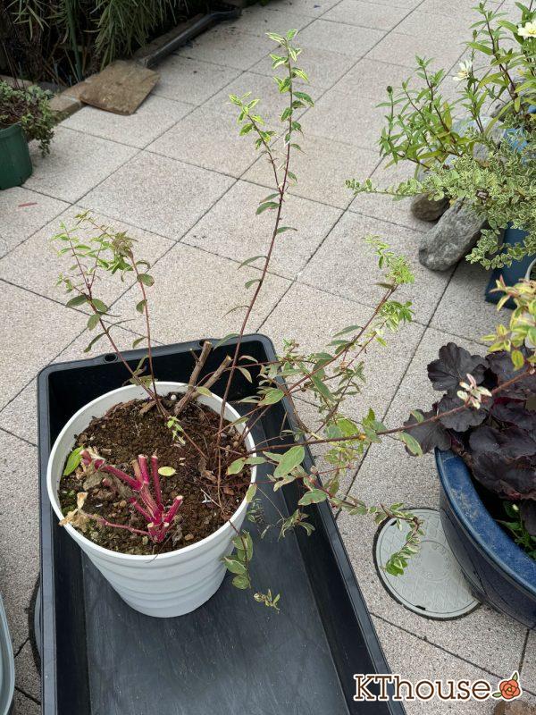 【寄せ植え】栄養系ペチュニア ホイップマカロン メロンクリーム・ヒペリカム トリカラー・スイートバジル・千日紅 フェアリーミックス 2024/10/24