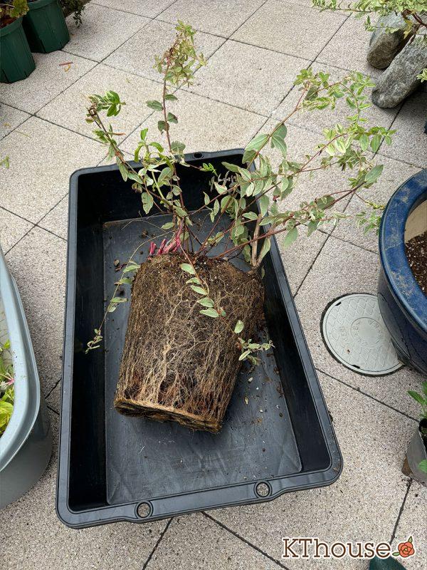 【寄せ植え】栄養系ペチュニア ホイップマカロン メロンクリーム・ヒペリカム トリカラー・スイートバジル・千日紅 フェアリーミックス 2024/10/24