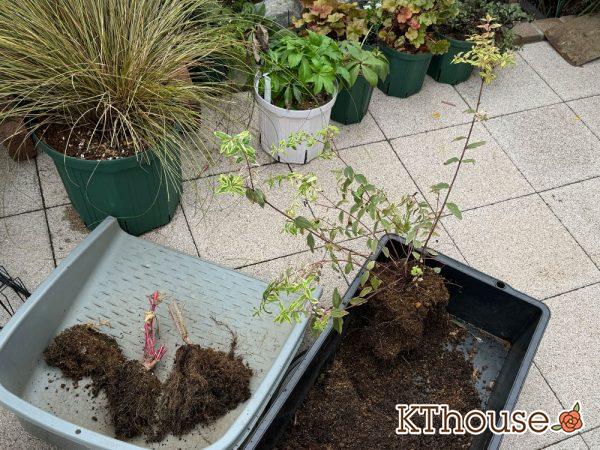 【寄せ植え】栄養系ペチュニア ホイップマカロン メロンクリーム・ヒペリカム トリカラー・スイートバジル・千日紅 フェアリーミックス 2024/10/24