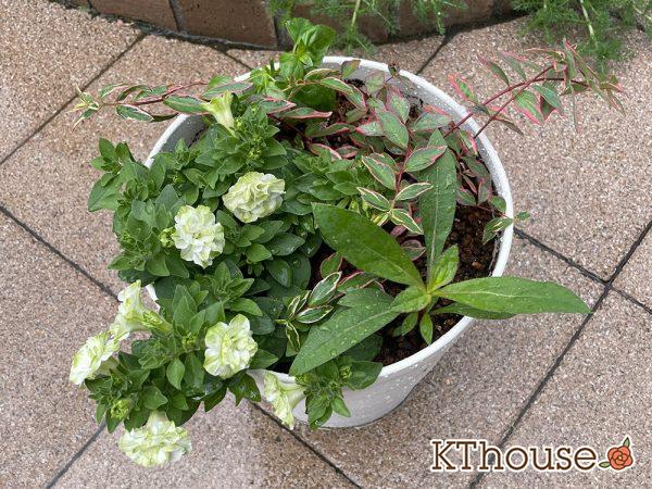 【寄せ植え】栄養系ペチュニア ホイップマカロン メロンクリーム・ヒペリカム トリカラー・スイートバジル・千日紅 フェアリーミックス 2024/5/25