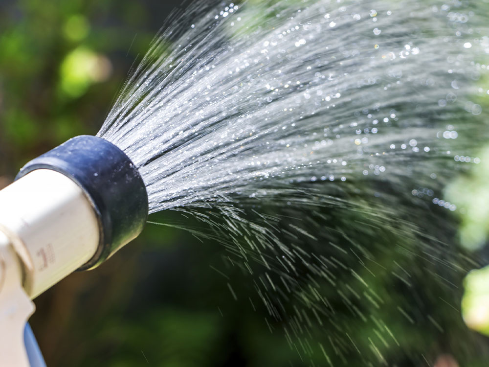 ペンタス 水やりのポイント