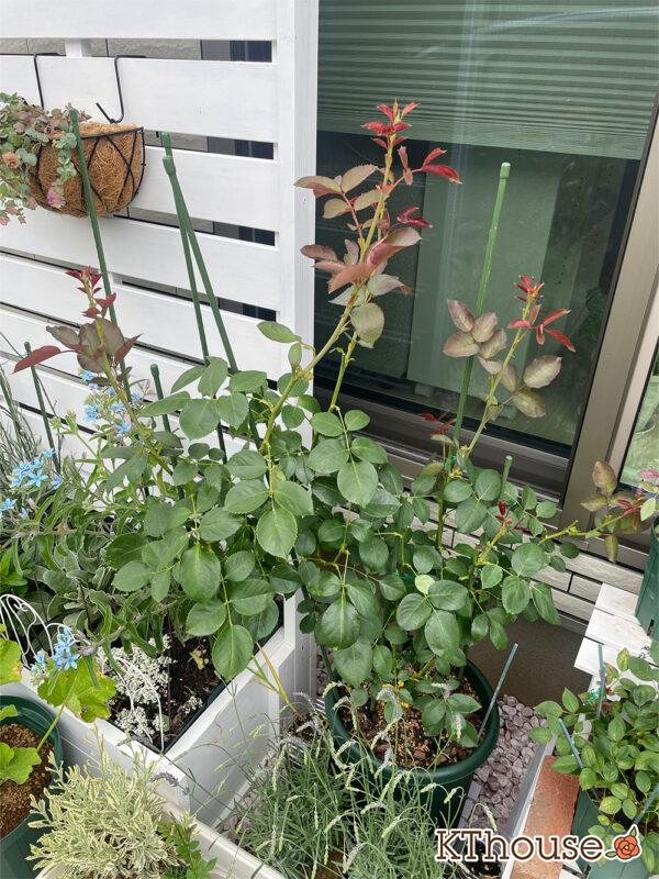 バラ・ブルームーン(rose blue moon) 2024/6/2