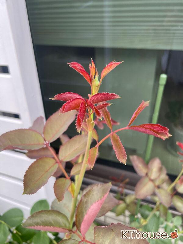 バラ・ブルームーン(rose blue moon) 2024/6/2