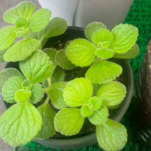 アロマティカス 9/11