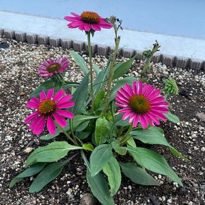 エキナセア 9/11