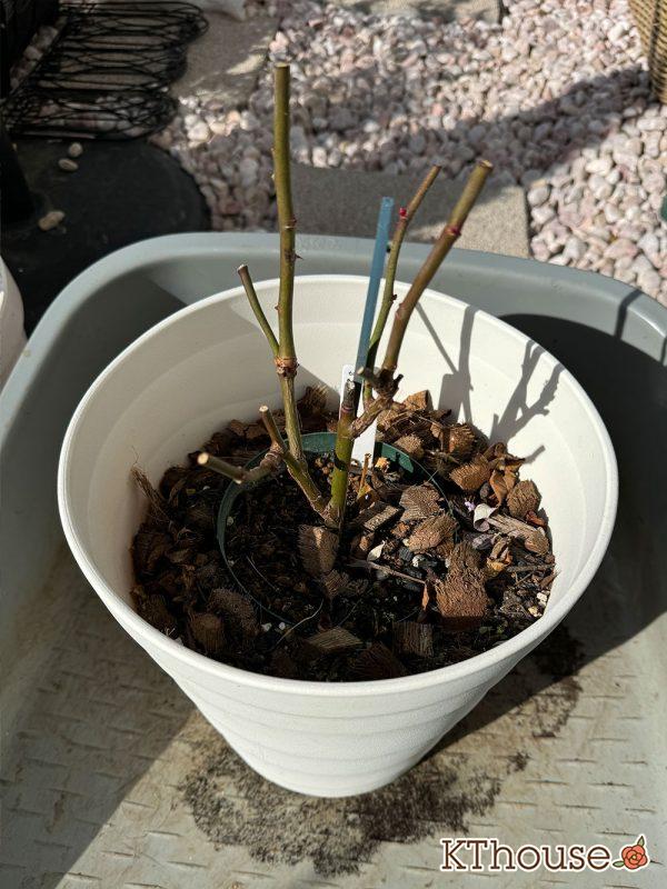 切りバラ挿し木苗 2024/12/30