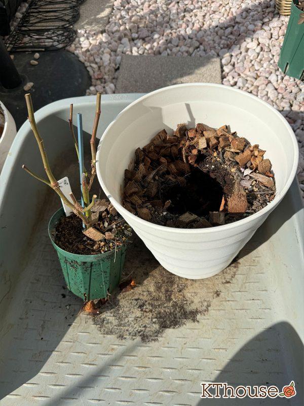 切りバラ挿し木苗 2024/12/30