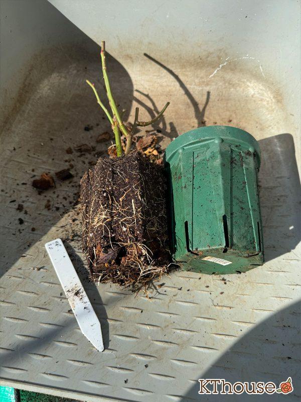 切りバラ挿し木苗 2024/12/30