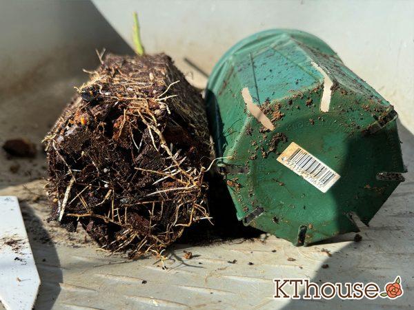 切りバラ挿し木苗 2024/12/30