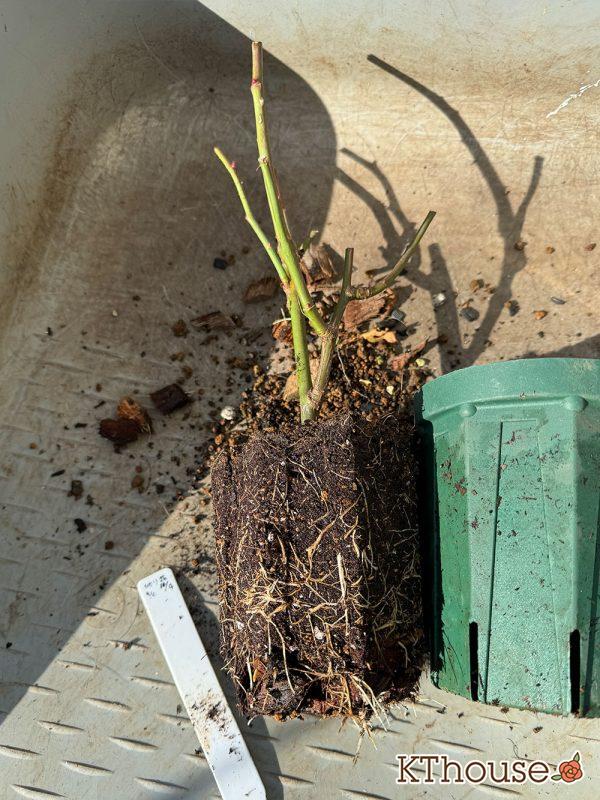 切りバラ挿し木苗 2024/12/30