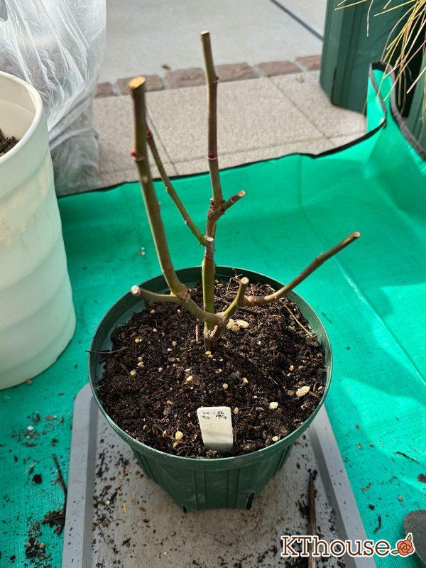 切りバラ挿し木苗 2024/12/30