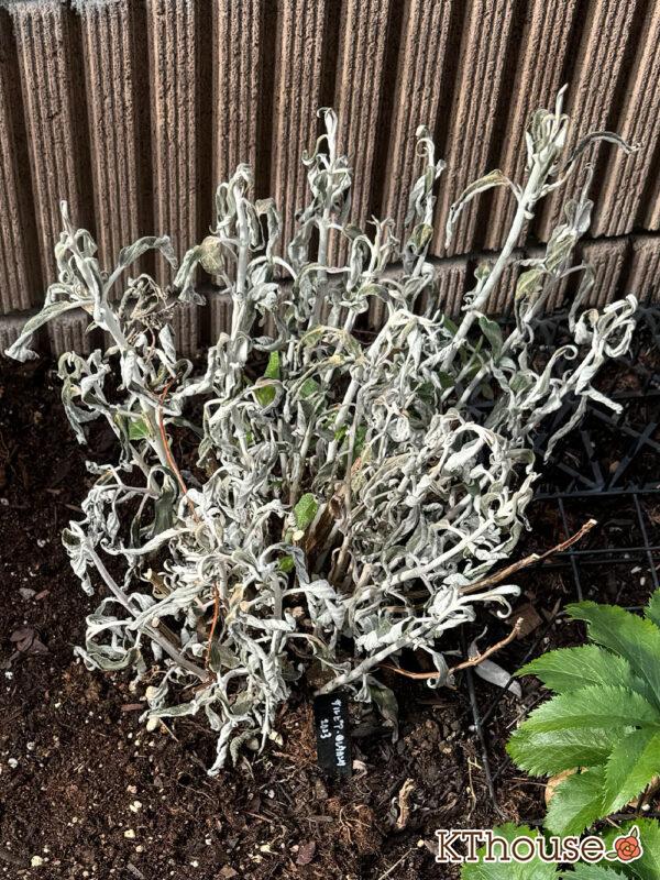 サルビア・レウカンサ フェアリーピンク Salvia leucantha fairy pink 2024/12/30