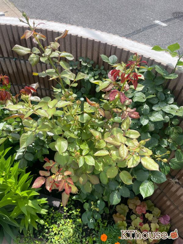 シュラブローズ・バラ「クリスティアーナ(christiana)」2024/6/3