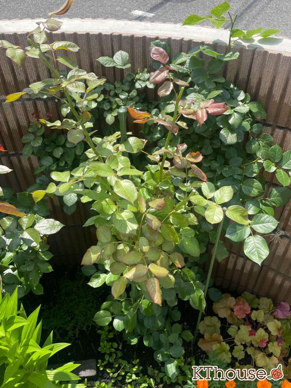 シュラブローズ・バラ「クリスティアーナ(christiana)」2024/6/3