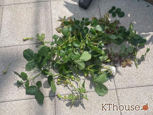 シュラブローズ・バラ「クリスティアーナ(christiana)」2024/6/3