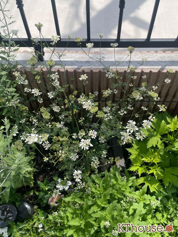 オルレア・オルラヤ（ホワイトレースフラワー）（Orlaya grandiflora 'Pieris White'）2024/6/3