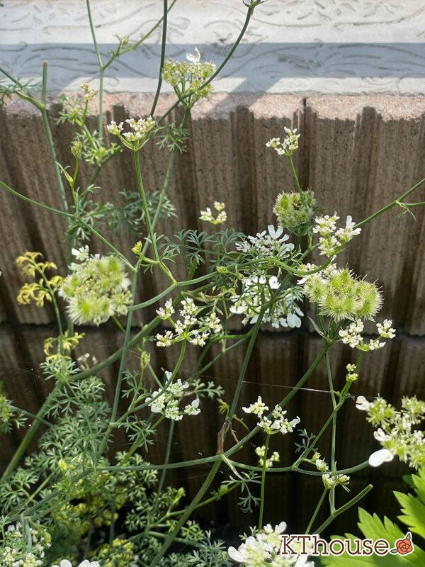 オルレア・オルラヤ（ホワイトレースフラワー）（Orlaya grandiflora 'Pieris White'）2024/6/3