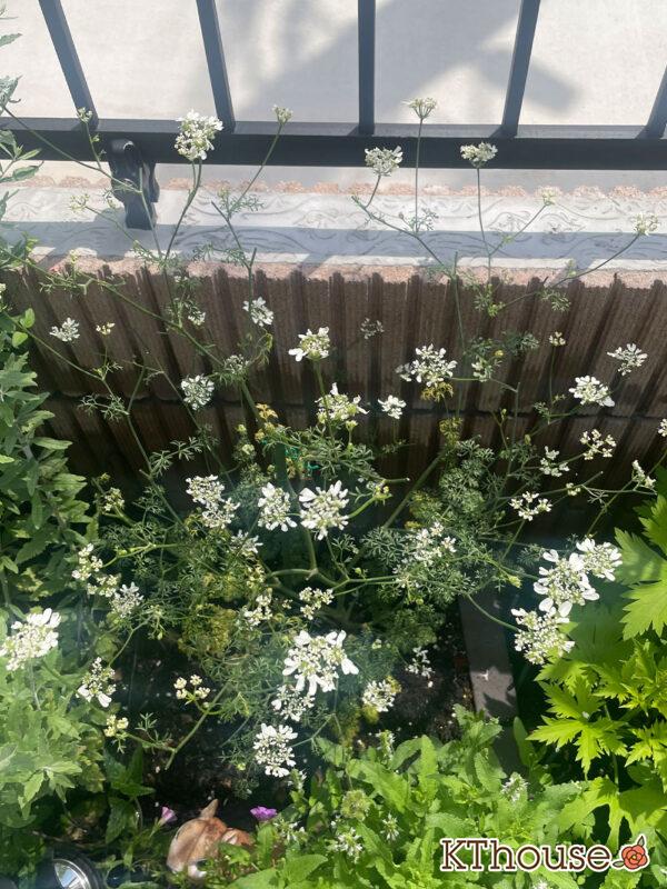 オルレア・オルラヤ（ホワイトレースフラワー）（Orlaya grandiflora 'Pieris White'）2024/6/3