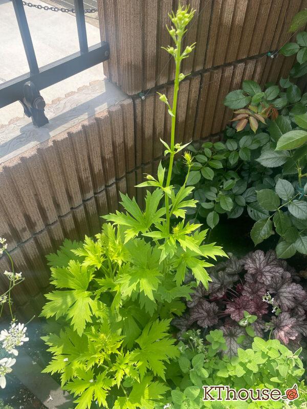 デルフィニウムF1オーロラ・ブルーインプ Delphinium F1 Aurora Blue Imp 2024/6/3