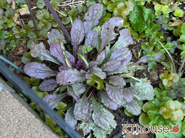 オルラヤ・オルレア(ホワイトレースフラワー)(Orlaya grandiflora)2025/1/5