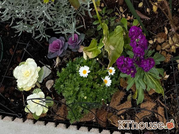 クリサンセマム(ノースポール/Chrysanthemum)2025/1/7