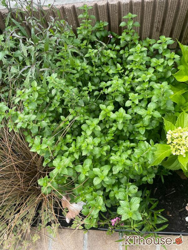 カラミンサ・ネペタ(Calamintha nepeta) 2024/6/4