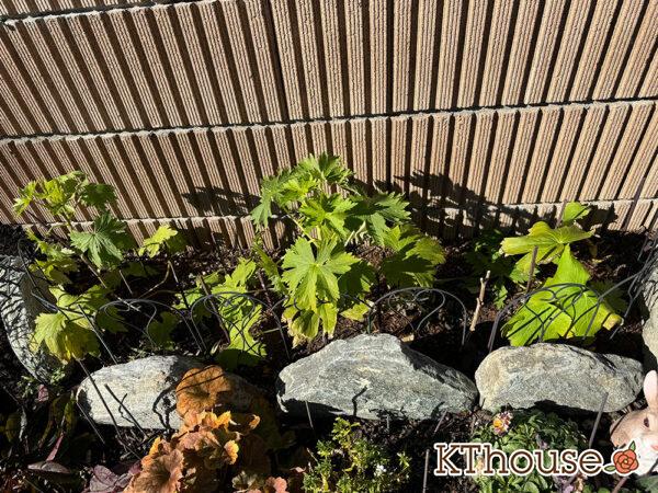 デルフィニウム・オーロラ 2025/1/8