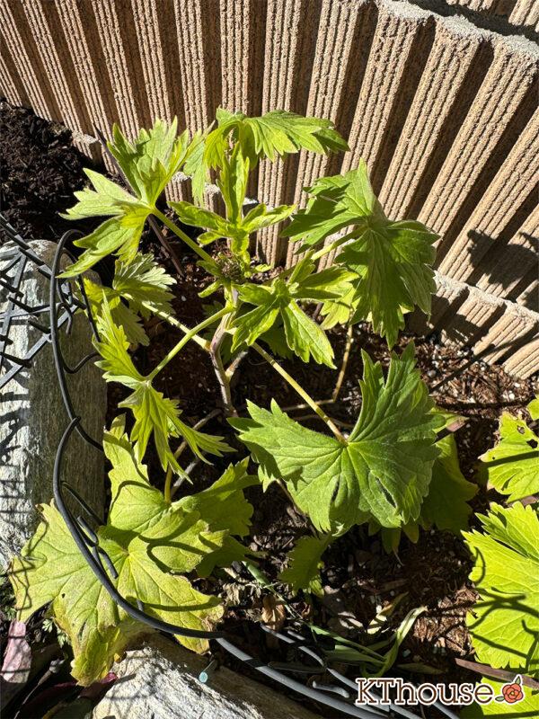 デルフィニウム・オーロラ ディープパープル 2025/1/8