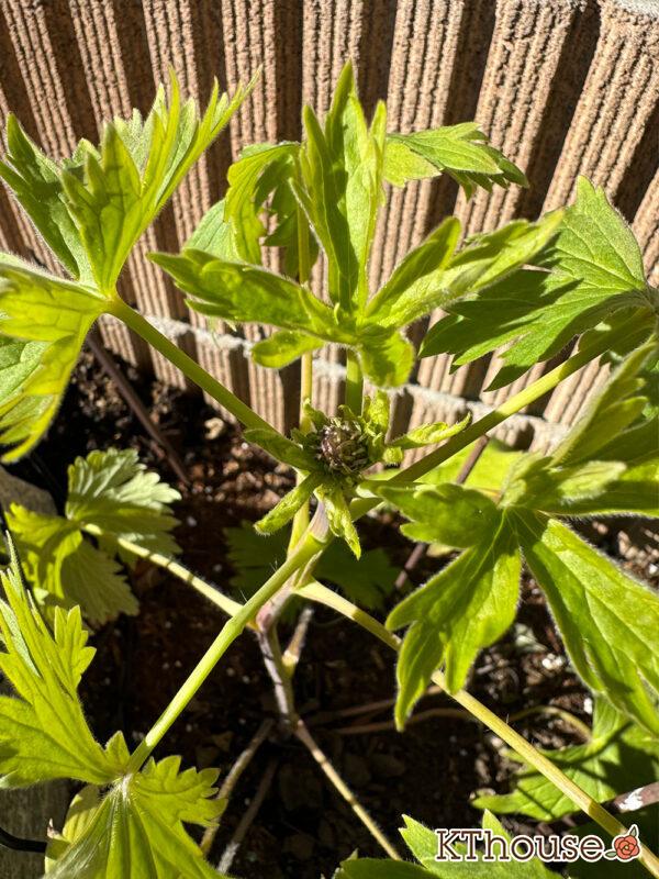 デルフィニウム・オーロラ ディープパープル 2025/1/8