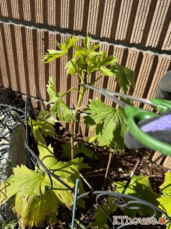 デルフィニウム・オーロラ ディープパープル 摘心 2025/1/8