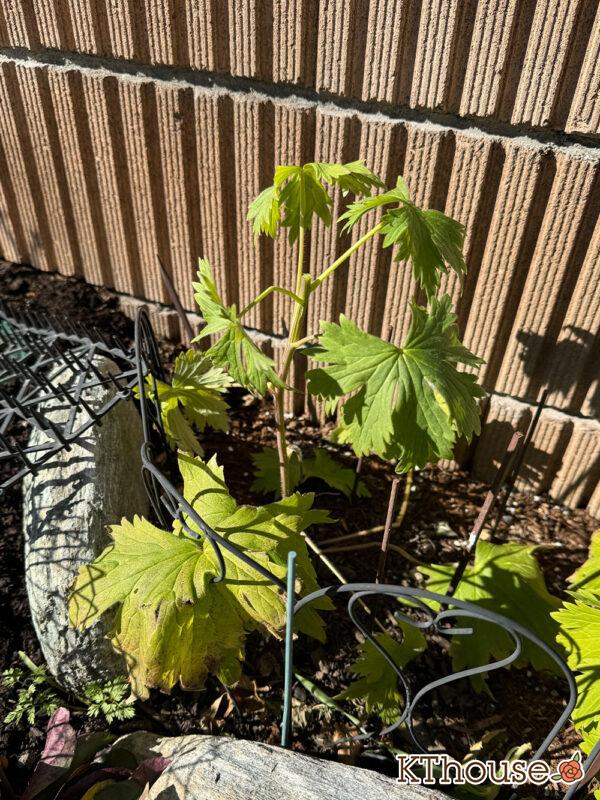 デルフィニウム・オーロラ ディープパープル 2025/1/8