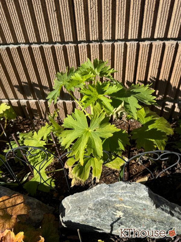 デルフィニウム・オーロラ ブルーインプ 2025/1/8