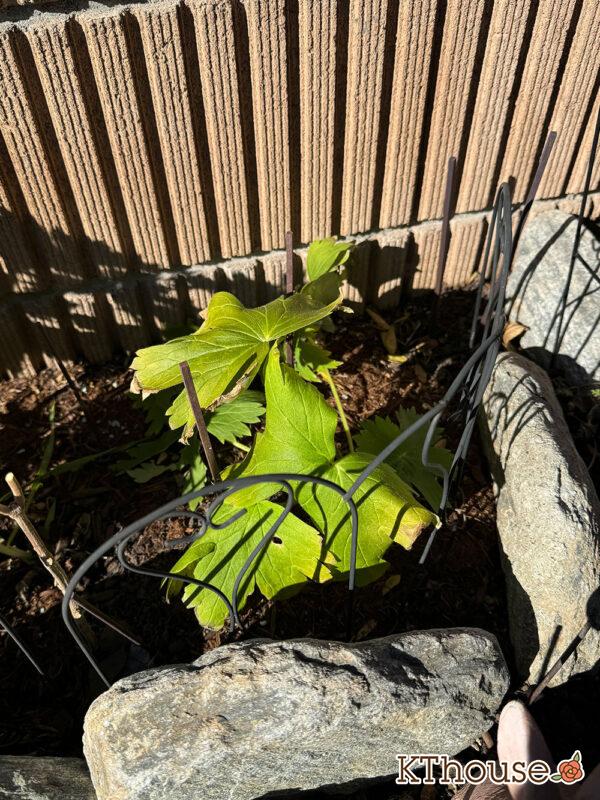 デルフィニウム・オーロラ ラベンダー 2025/1/8