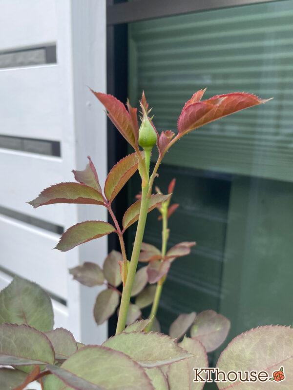 バラ・ブルームーン(rose blue moon) 2024/6/6