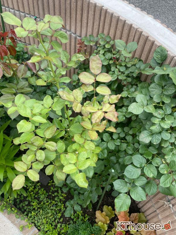 シュラブローズ・バラ「クリスティアーナ(christiana)」2024/6/6