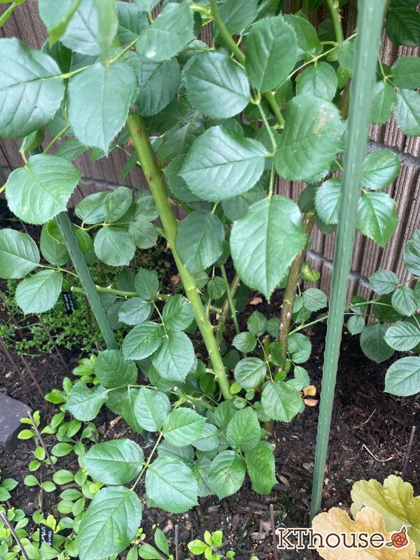 シュラブローズ・バラ「クリスティアーナ(christiana)」2024/6/6