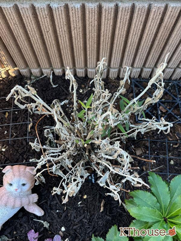 サルビア・レウカンサ フェアリーピンク Salvia leucantha fairy pink 2025/1/13