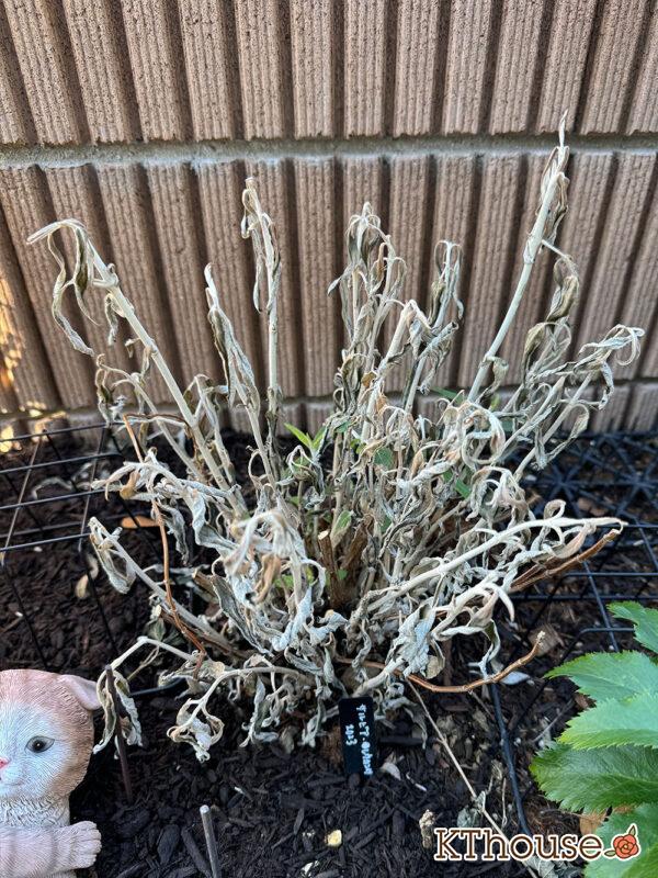 サルビア・レウカンサ フェアリーピンク Salvia leucantha fairy pink 2025/1/13