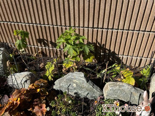 デルフィニウム・オーロラ 2025/1/30