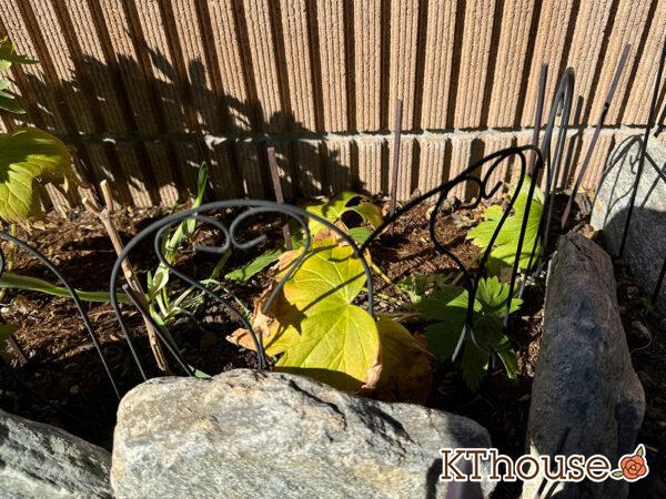 デルフィニウム・オーロラ ラベンダー 2025/1/30