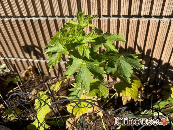 デルフィニウム・オーロラ ブルーインプ 2025/1/30