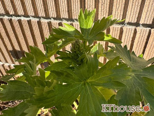 デルフィニウム・オーロラ ブルーインプ 2025/1/30