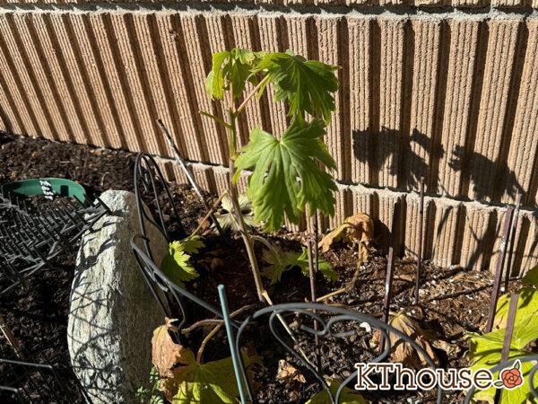 デルフィニウム・オーロラ ディープパープル 2025/1/30