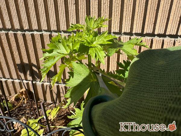 デルフィニウム・オーロラ ブルーインプ 2025/1/30