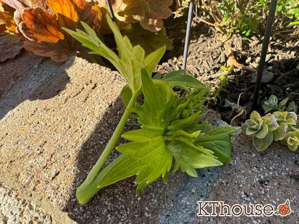 デルフィニウム・オーロラ ブルーインプ 2025/1/30